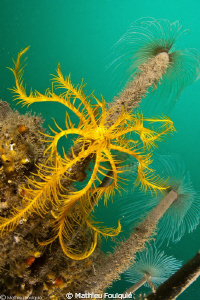 Antedon mediterranea. this morning on artificial reef by Mathieu Foulquié 